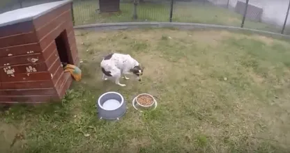 VIDEO: deze hond leefde opgesloten in een kooi, moet je haar zien als ze voor het eerst gras onder haar pootjes voelt...!