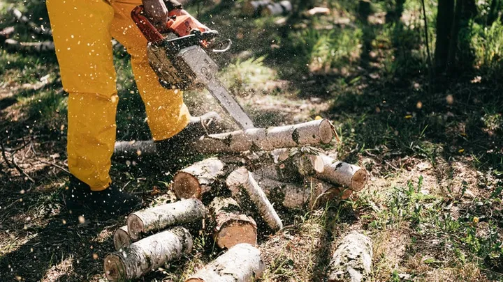 Holzfäller finden seltsame Kreatur in hohlem Baum