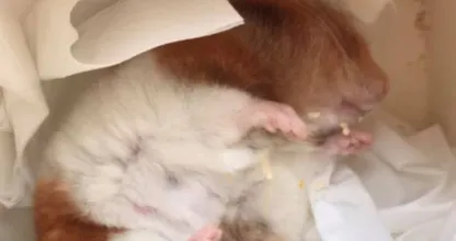 Heb jij een hamster? Lees dan direct deze belangrijke waarschuwing!