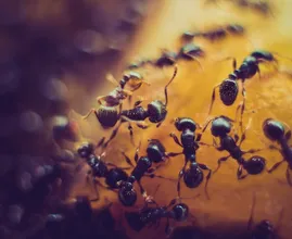Beurk, des fourmis à la maison ! Grâce à CE remède naturel vous ne les reverrez plus jamais !