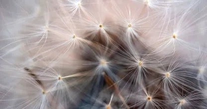 Hooikoortspatiënten, opgelet: Poolse pollen zorgen voor klachten