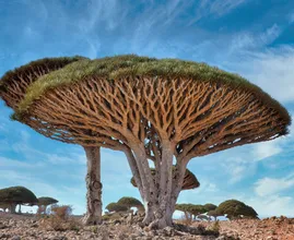 Take A Look At These Plants Found Around The Globe