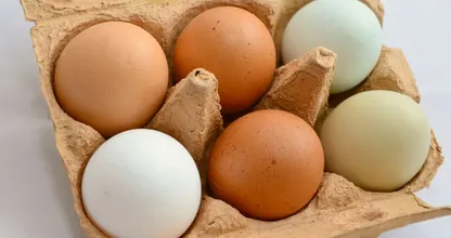 Mystery solved: THIS is the difference between brown eggs and white eggs!