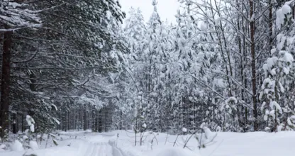 81-year-old survives week in snowbank eating candy & croissants