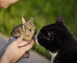 Cat and rabbit work together to co-parent each other's babies