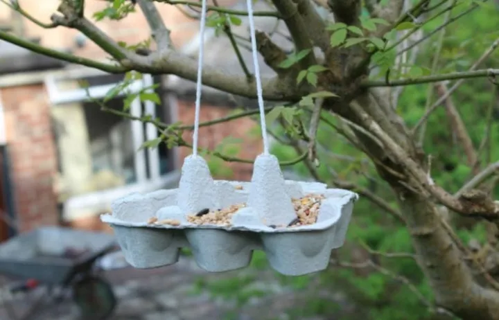 egg cartons