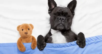 DIT is waar je hond over droomt als hij slaapt.. wij smelten helemaal, dit moet je weten!