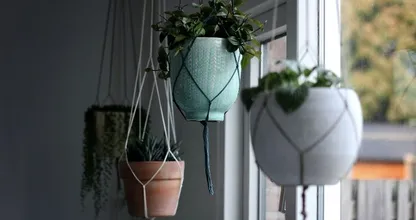 Deze 10 prachtige hangplanten wil jij hebben in je huis