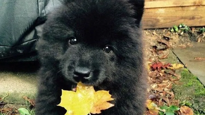 A family bought a dog, but the vet called the police the moment he saw it