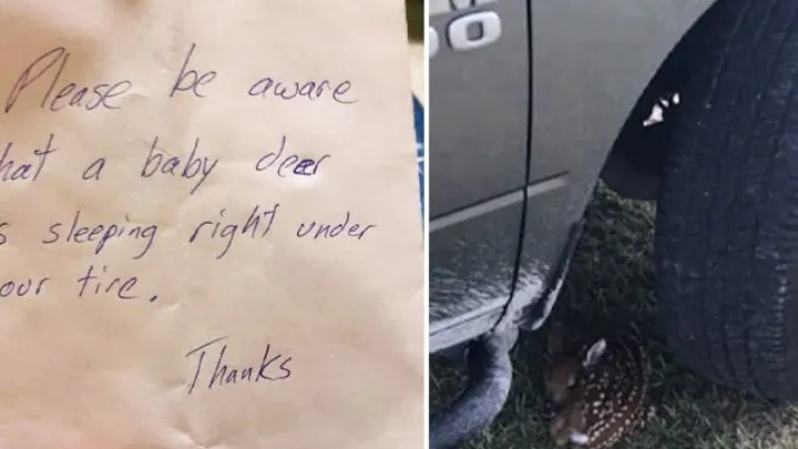 Tenetevi stretti le risate - 40 momenti divertenti con animali adorabili