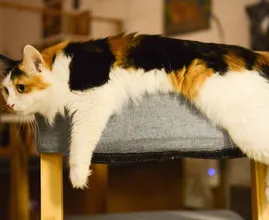 Is je kat links- of rechtspotig? Dit zegt het over zijn/haar persoonlijkheid