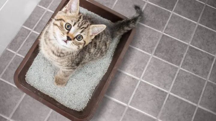 5 dingen waarvoor kattengrit nog meer handig is