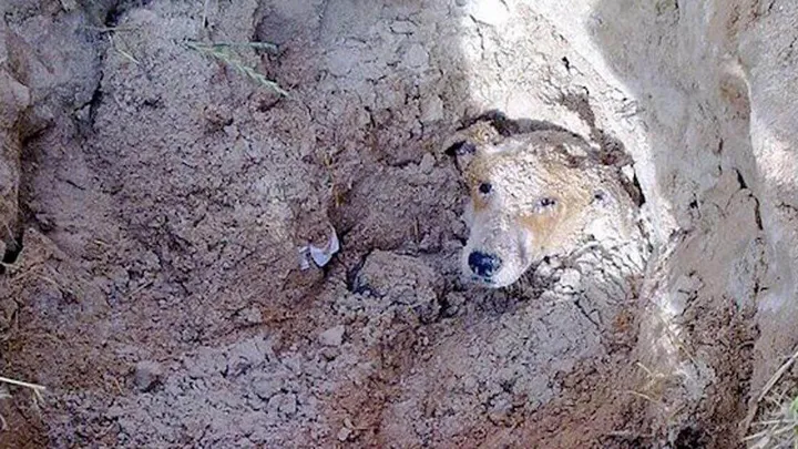 Deze zwerfhond wordt als 'last' gezien en wordt op een wel heel absurde manier weggewerkt. Absurd verhaal!