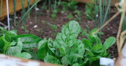 Heb je een moestuintje? Deze groente- en fruitsoorten en kruiden kun je in mei zaaien