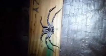 Ieeeh! Hier krijgen wij écht de kriebels van... Ongediertebestrijder stuit op spinnennest met enorme moederspin!