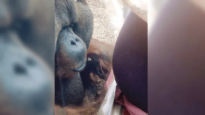 VIRAL VIDEO: Deze aandoenlijke aap is verliefd op een zwangere vrouw! Dit moet je echt even zien, zo lief!