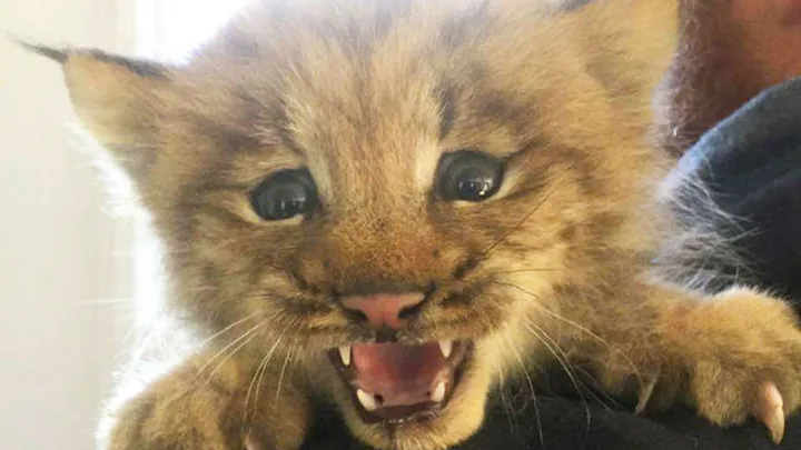 Canadese man vindt kitten, realiseert zich pas later dat het een lynx is