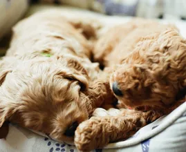 Met deze tips vind je de beste slaapplek voor je hond in huis