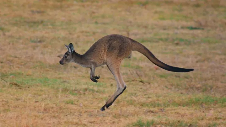 Australische man overleden na aanval van kangoeroe