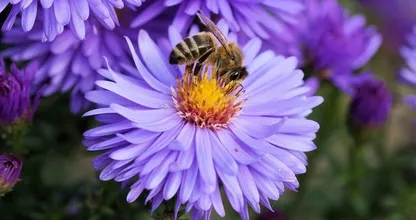 A salvo las abejas: todos deberían poner una cucharada de azúcar en su jardín