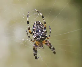Als sie das machte, hatte sie nie wieder Spinnen im Haus! Das musst du probieren!