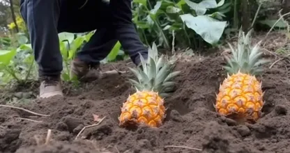 Pflanzen Sie Ananas überall in Ihrem Garten: Schau, was eine Woche später passiert