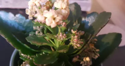 Gaan jouw planten steeds dood? Met deze tips niet meer!