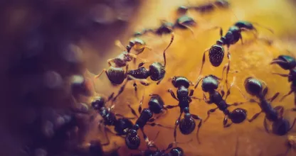 Beurk, des fourmis à la maison ! Grâce à CE remède naturel vous ne les reverrez plus jamais !