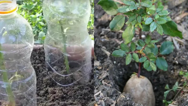 薔薇の茎をじゃがいもに刺して一週間経った結果が凄い！驚愕の変身！