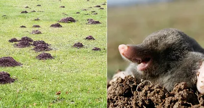 Last van mollen in tuin? Zo kun je makkelijk van ze afkomen