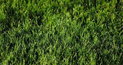 3 eenvoudige tips voor een prachtig gazon