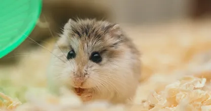 Klein hamstertje bij vuilnis gezet