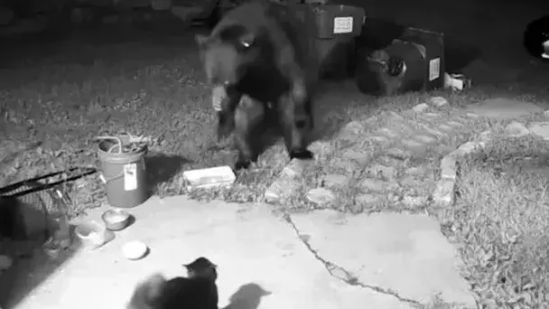猫が家に入ろうとしたクマと対決 - 何が起こったかを見よ