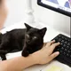 La razón por la cual los gatos siempre actúan de formas extrañas