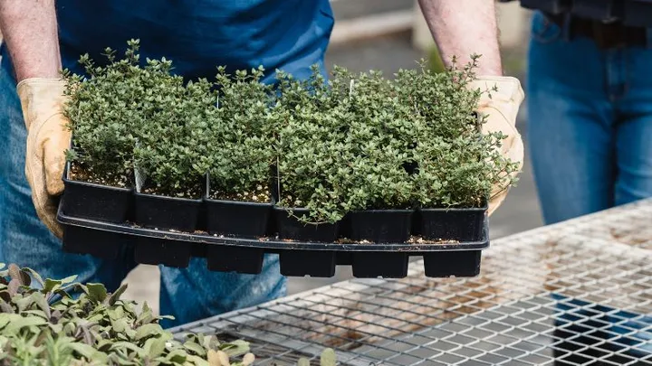 Grootste plantenkweker van het land genoodzaakt deuren te sluiten