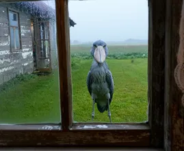 Giant Bird Appears Outside Farmer’s Window – When He Sees What It’s Guarding, He Freezes