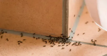 Mieren in huis? Met deze hack ben je er binnen no-time vanaf