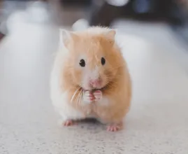 Novo método alternativo pode significar o fim dos testes em animais