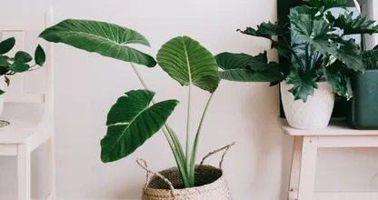 Hier moet je rekening mee houden voordat je een kamerplant koopt