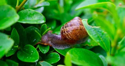 Got snails in your garden? With this environmentally friendly trick they'll be gone in no time!