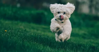 Oppassen geblazen: grasaren kunnen gevaarlijk zijn voor je hond