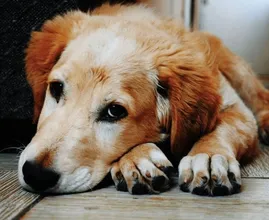 This shocking photo shows what hot asphalt can do to your dog's paws