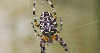 Nadat ze dit deed heeft ze nooit meer spinnen in huis gezien! Dit moet je proberen!