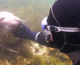 Duiker begreep niet wat de zeehond wilde, totdat het dier zijn hand greep