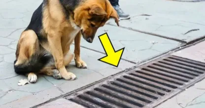 Dog Looks Down Drain Every Day Until Bystanders See What She's Looking At