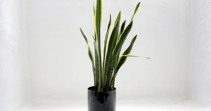 Huh? Koffie blijkt goed te zijn voor je planten