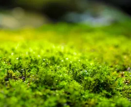 Baking soda on your lawn is trending in France — but experts say it could backfire