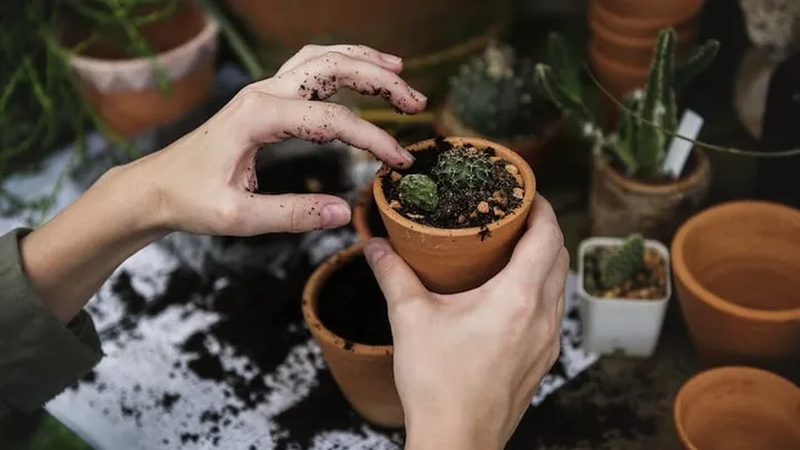 Enterrez vos sachets de thé dans votre jardin et voici ce qu’il se passe ! Incroyable !
