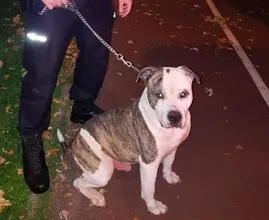 Hond achtergelaten in Rotterdam, de reden is hartverscheurend