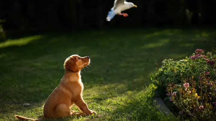 カモメが子犬を盗む - 近所の人たちが発見したことは、あなたの心をつかむことでしょう！